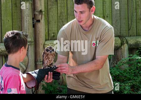 Zookeeper placing owl on hand of child in the Planckendael Zoo, Belgium Stock Photo