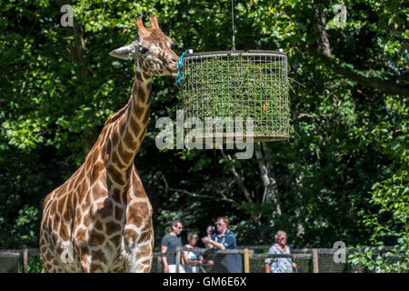 Visitors passing by giraffe eating grass during feeding time in zoo Stock Photo