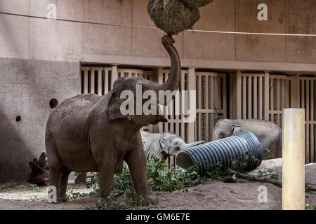 Asian elephant / Asiatic elephants (Elephas maximus) eating hay in indoor enclosure in the Planckendael Zoo, Belgium Stock Photo