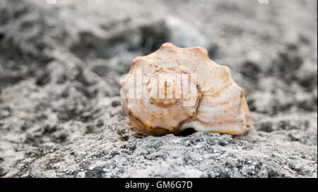 Front view of spiral seashell on rock Stock Photo