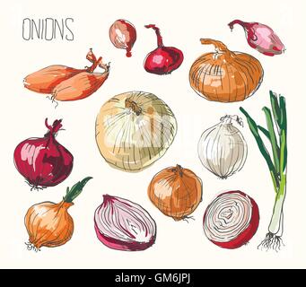 Onion set, vector illustration Stock Vector