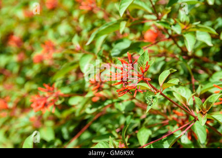 Firebush Or Hummingbird Bush (Hamelia Patens) Flower Stock Photo