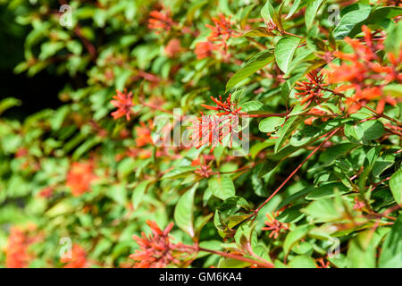 Firebush Or Hummingbird Bush (Hamelia Patens) Flower Stock Photo