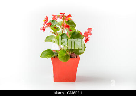 Blooming red begonia in a pot isolated on white background Stock Photo