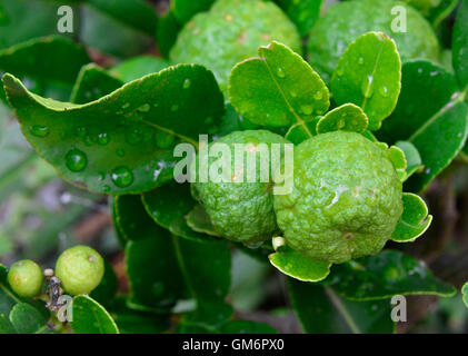 kaffir lime tree Stock Photo