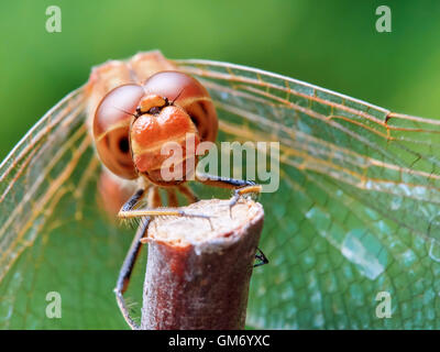 Portrait of a red dragonfly in the summer garden Stock Photo