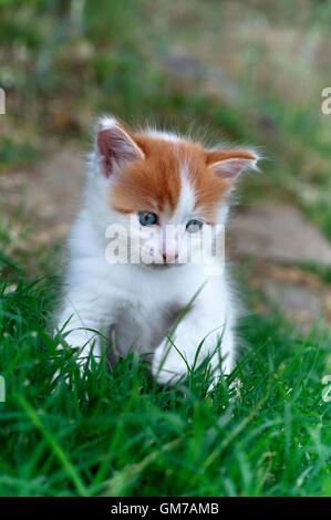 Five weeks old kitten playing in the grass Stock Photo