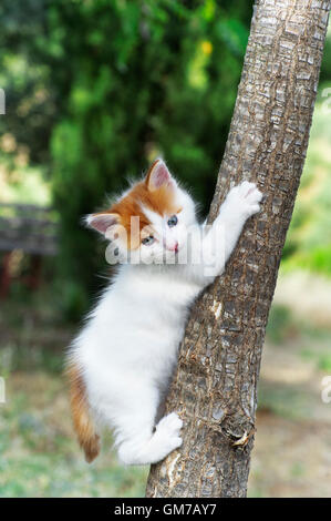 kitten - climbing Stock Photo - Alamy