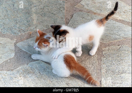 High angle view of two playing kittens Stock Photo