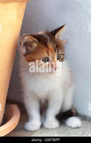 Calico kitten sitting outdoors next to a flower pot Stock Photo