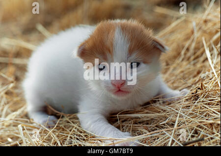 Two weeks old kitten lying in the hay and looking at camera Stock Photo