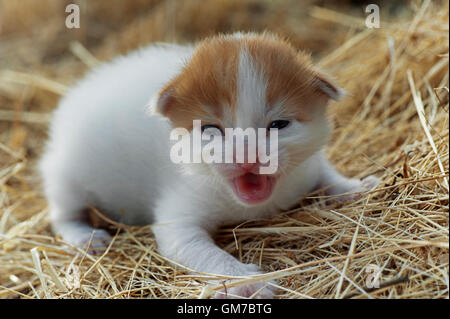 Two weeks old kitten crying in the hay Stock Photo