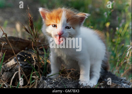 Four weeks old kitten crying outdoors Stock Photo