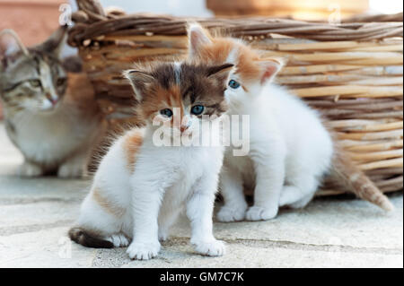 Two four weeks old kittens sitting outdoors with their mother watching them in the background Stock Photo