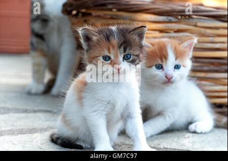 Two four weeks old kittens with their mother in the background Stock Photo