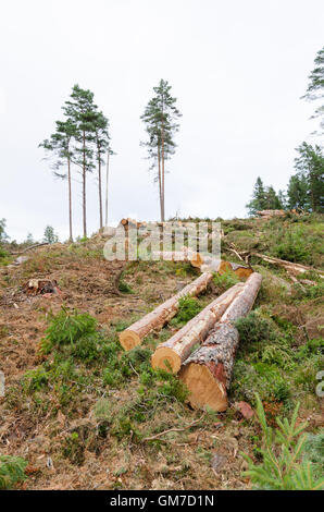 Timber in a clear cut forest area with a group of standing trees left in the back Stock Photo