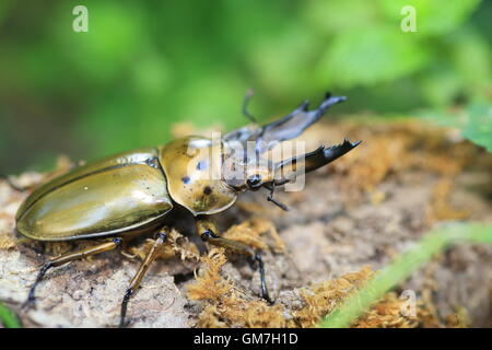 Golden stag beetle (Allotopus moellenkampi babai) in Myanmar Stock Photo