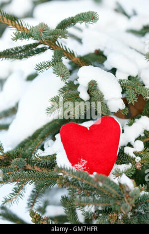 heart on the branch of fir Stock Photo