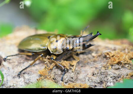 Golden stag beetle (Allotopus moellenkampi babai) in Myanmar Stock Photo