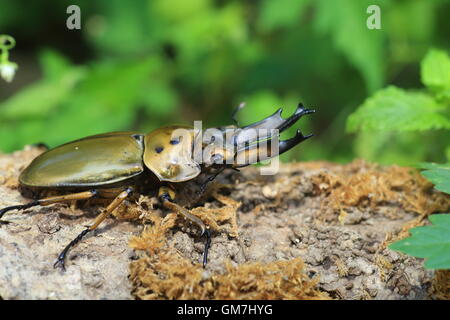 Golden stag beetle (Allotopus moellenkampi babai) in Myanmar Stock Photo