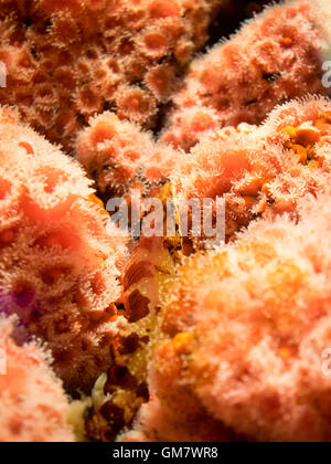 A rockfish is camouflaged in strawberry anemone (Corynactis californica) at the Vancouver Aquarium. Stock Photo