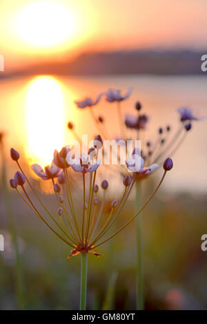Flowering rush (Butomus umbellatus) at sunset Stock Photo