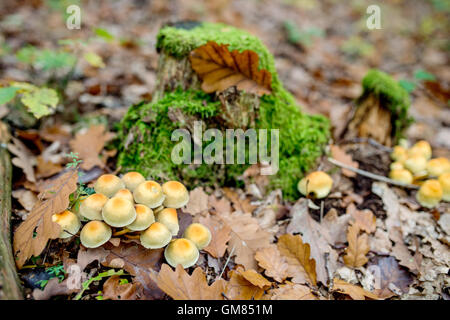 Various mushrooms growing in autumn forest, green moss Stock Photo
