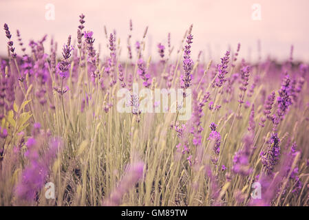 Mayfield Lavender Fields purple flower scent for insomnia relaxing smell in Surrey, England Stock Photo