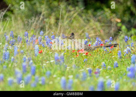 Greater roadrunner (Geococcyx californianus), Threadgill Creek Road, Mason County, Texas, USA Stock Photo