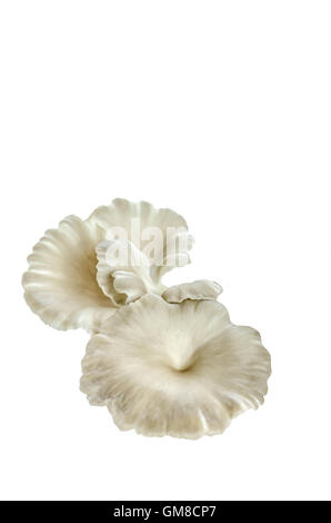 grey oyster mushrooms  isolated on white background Stock Photo