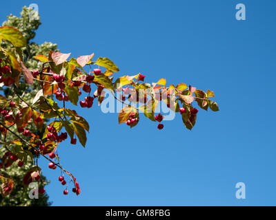 Spindle Tree with distinctive fruit Stock Photo