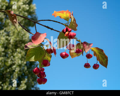 Spindle Tree with distinctive fruit Stock Photo