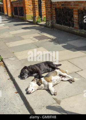 Let sleeping dogs lie - two dogs relaxing and sleeping on the pavement in the heat of the day Stock Photo