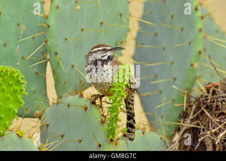 Cactus wren (Campylorhynchus brunneicapillus) at nest constructed in cactus, Rio Grande City, Texas, USA Stock Photo