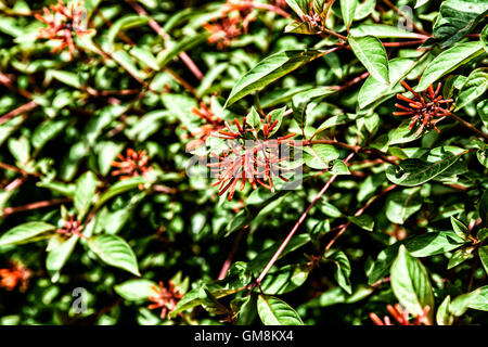 Firebush Or Hummingbird Bush (Hamelia Patens) Flower Stock Photo