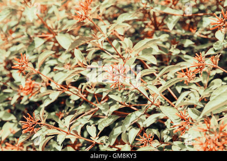 Firebush Or Hummingbird Bush (Hamelia Patens) Flower Stock Photo