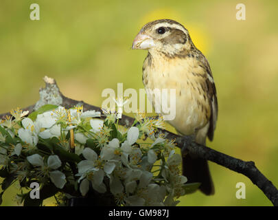 A female Rose-breasted Grosbeak pausing on a blossom perch. Stock Photo