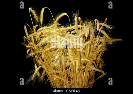 Bunch of wheat ears isolated on a black background Stock Photo
