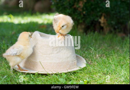 Baby chickens standing on a straw hat Stock Photo