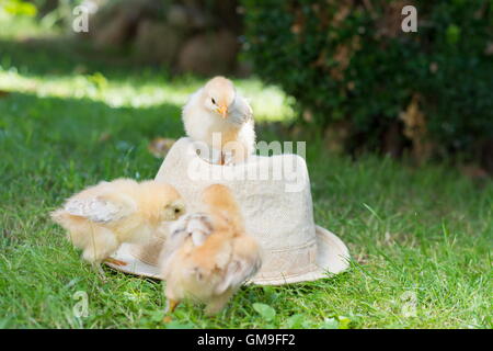 Baby chickens standing on a straw hat Stock Photo