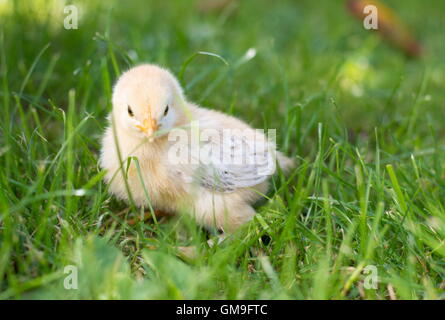 Baby chicken walking on green grass Stock Photo