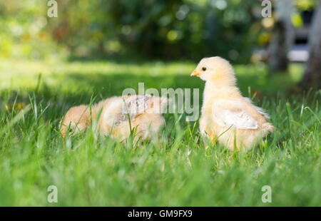 Baby chickens walking on green grass Stock Photo