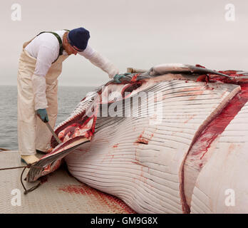 Minke Whale Hunt, fisherman skinning the whale aboard the Hrafnreydur KO-100, whaling ship, Iceland Stock Photo