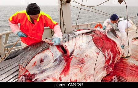 Minke Whale Hunt, fishermen skinning the whale aboard the Hrafnreydur KO-100, whaling ship, Iceland Stock Photo