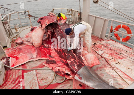 Minke Whale Hunt, fishermen skinning the whale aboard the Hrafnreydur KO-100, whaling ship, Iceland Stock Photo