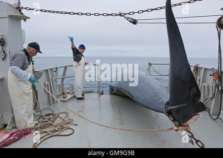 Fishermen pulling in catch. Minke Whale Hunt, Hrafnreydur KO-100, whaling ship, Iceland Stock Photo