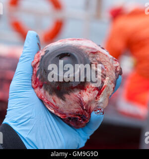 Eye of a Minke Whale. Minke Whale Hunt, Hrafnreydur KO-100, whaling ship, Iceland Stock Photo