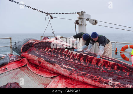 Minke Whale Hunt, fishermen skinning the whale aboard the Hrafnreydur KO-100, whaling ship, Iceland Stock Photo