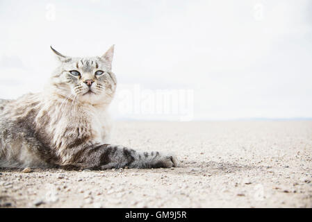 Cat resting on ground Stock Photo