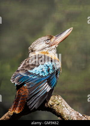 Blue-winged kookaburra (Dacelo leachii) perching on branch Stock Photo